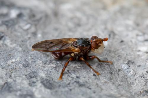 Réf. 281 670 : Myopa testacea
